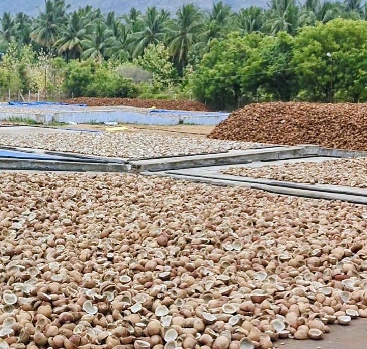 Sun Dried Coconut Copra