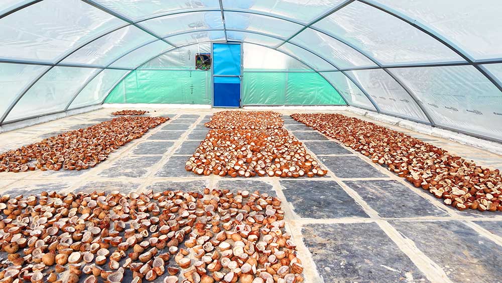 Sun Dried Coconut Process