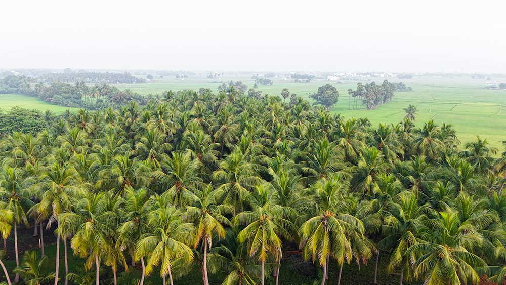 Sun Dried Coconut Process
